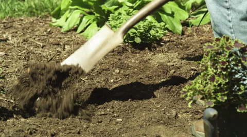 SHOVELING OF DIRT Stock Footage 56401491