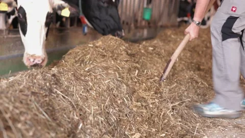 Shoveling straw to cows Stock Footage 149124161