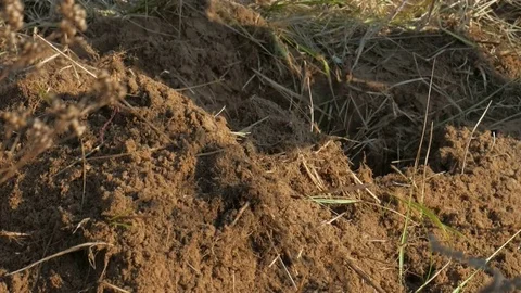 Shoveling worker digging. Video stock 71150468