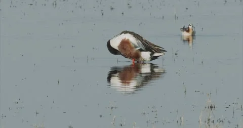 Shoveller duck splashing water while preening, with Wilson's Phalarope.. Stock Footage 243611672