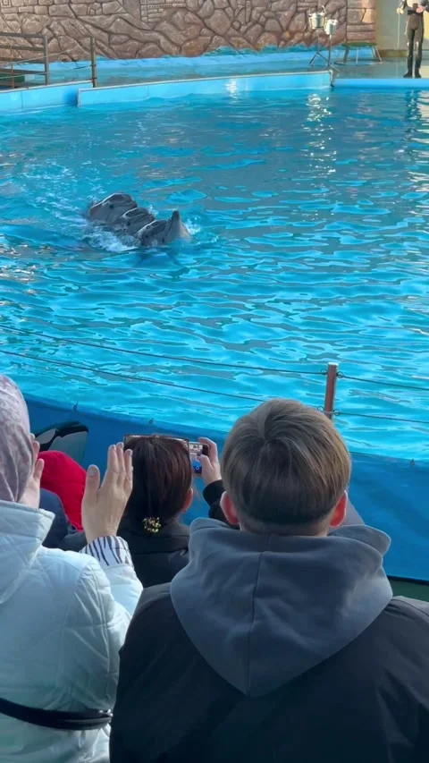 Show and performance of dolphins in the water park. Dolphins show off their skil Stock Footage 303575260