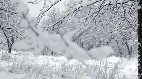 Show Covered Branch, Focus Shift   Video stock 47621153