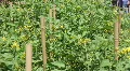 Show Crops In An Agriculture Display HD Footage