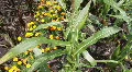 Show Crops In An Agriculture Display HD Footage
