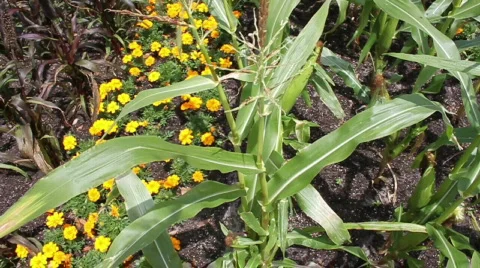 Show Crops In An Agriculture Display Stock Footage