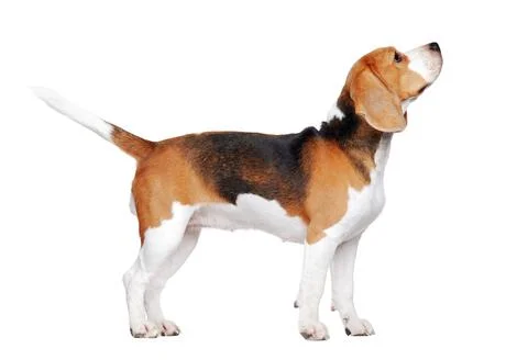 Show dog beagle training stand Stock Photos