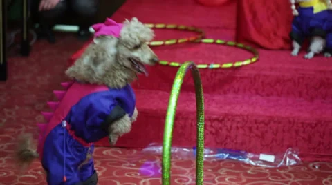 Show dog Stock Footage 36971133