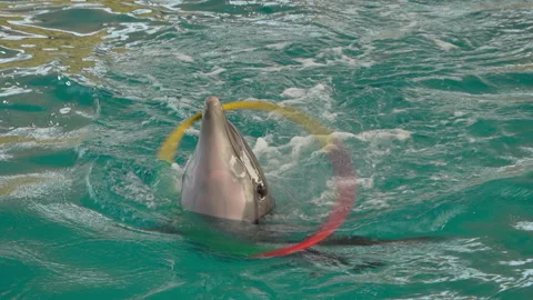 Show with a dolphin playing with a ring in the water park Video stock 154613333
