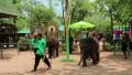 Show of elephants in Thailand HD Footage