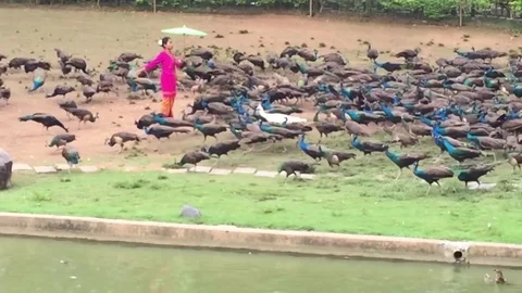 The show of feed the peacocks time lapse Vídeo Stock 82118325