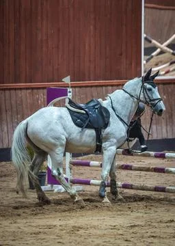 Show Jumping Competition in Erbil Stock Photos