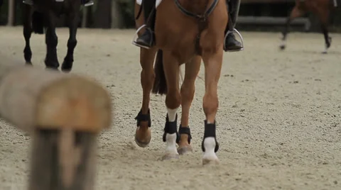 Show jumping with horses Stock Footage 36492586