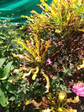 The show plant view Foto stock