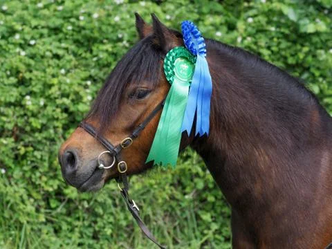 Show Ring Pony Stock Photos