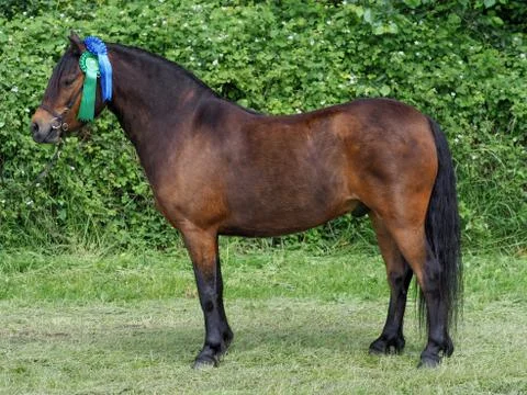 Show Ring Pony Stock Photos
