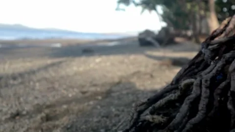 Show seashore from tree roots 動画素材 242140616