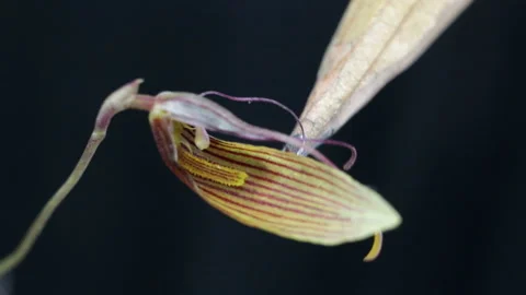 Show the shape and structure of lips striped yellow and red flower miniature orc Stock Footage 111591550