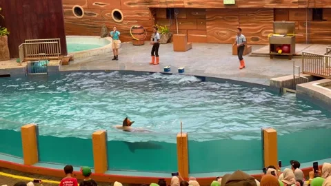 Show of two dolphins playing ball and dancing at Taman Safari Indonesia Stock Footage 261084706