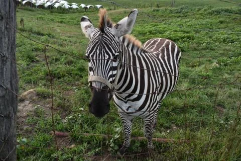 Show off Zebra Foto stock