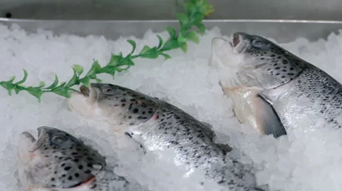Showcase with chilled fresh fish Stock Footage