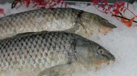 Showcase with chilled fresh fish Stock Footage 67981098