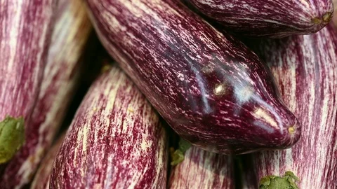 Scarlet Eggplant Stock Video Footage, Royalty Free Scarlet Eggplant Videos