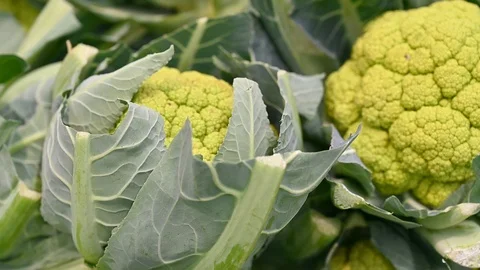 Showcase With fresh organic zero-carbon green cauliflower   On The Street Market Stock Footage 104262174