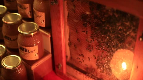 Showcase with honey and bees which convert nectar into honey in a medieval 库存影片 61285787