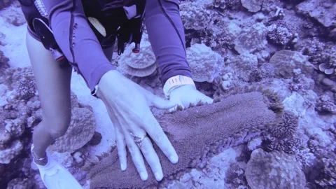 Showcase of a pineapple sea cucumber stick suck onto a object of hands at the bo Stock Footage 261681908