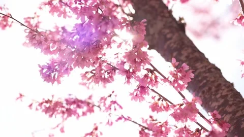 Showcases the delicate charm of blossoming tree flowers Stock Footage 267081390