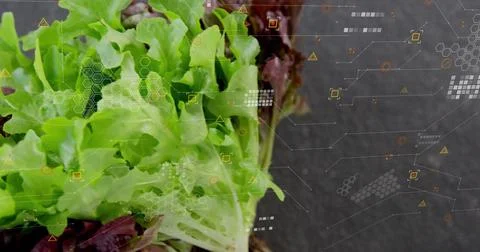 Showcasing green and red leaf lettuce on kitchen countertop with hexagon grid Stockfoto's