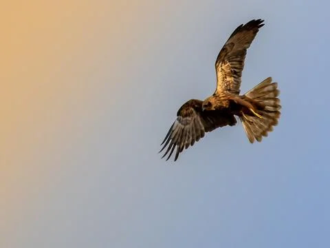 Showcasing the intricate feather patterns. Stock Photos