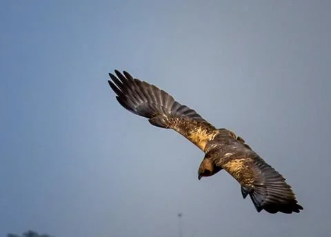 Showcasing the intricate feather patterns. 스톡 사진