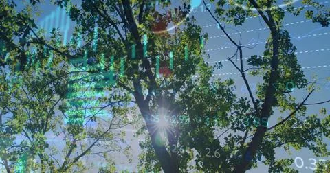 Showcasing tree branches filtering sun flare beneath blue sky, with transparent Stock Photos