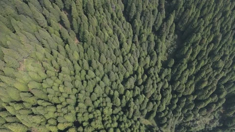 Showcasing vibrant mountain greenery, peaceful Himalayan landscapes. Stock Footage 341963193