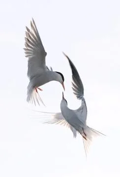Showdown in flight. Common Terns interacting in flight. Adult common terns in Stock Photos