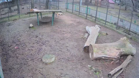 Showdown for a personal place in a cage of two tigers Video stock 145590307