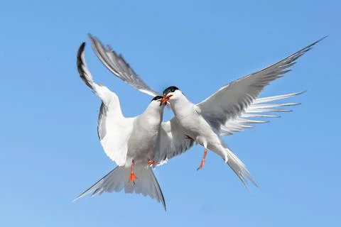 Showdown in the sky. Common Terns interacting in flight. Adult common terns i Stock Photos