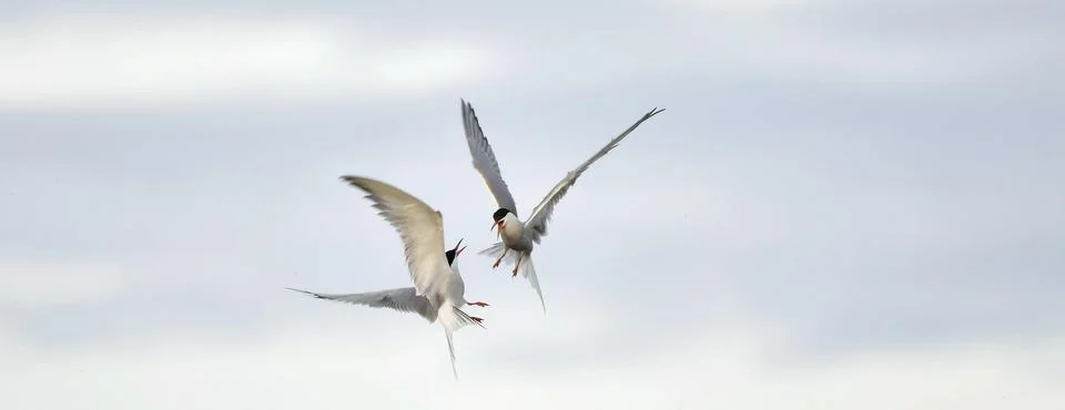 Showdown in the sky. Common Terns interacting in flight. Adult common terns i Stock Photos