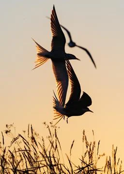 Showdown in the sky. Common Terns interacting in flight. Adult common terns i Stock Photos