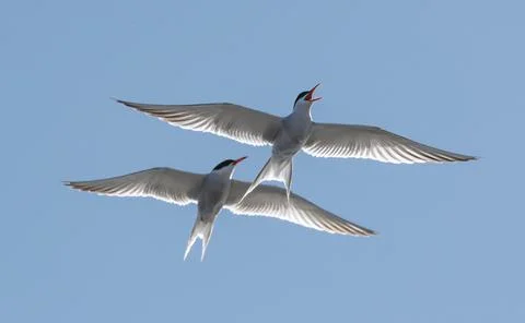 Showdown in the sky. Common Terns interacting in flight. Adult common terns i Stock Photos