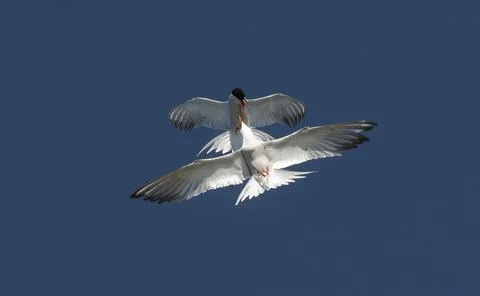 Showdown in the sky. Common Terns interacting in flight. Adult common terns i Stock Photos
