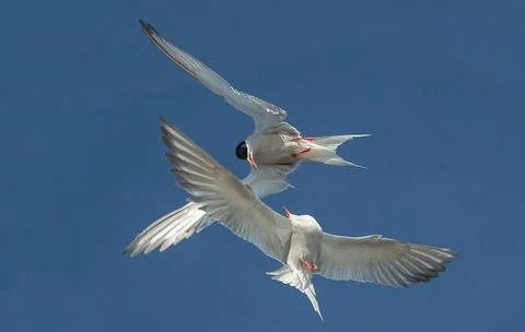 Showdown in the sky. Common Terns interacting in flight. Adult common terns i Stock Photos