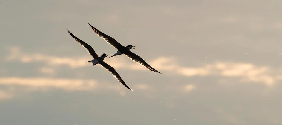 Showdown in the sky. Common Terns interacting in flight. Adult common terns i Stock Photos