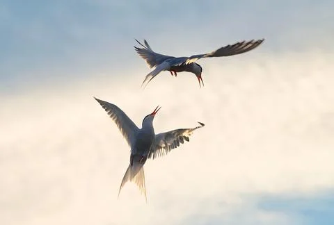 Showdown in the sky. Common Terns interacting in flight. Adult common terns i Stock Photos