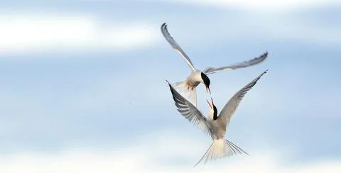 Showdown in the sky. Common Terns interacting in flight. Adult common terns i Stock Photos