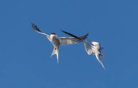 Showdown in the sky. Common Terns interacting in flight. Adult common terns i Foto stock