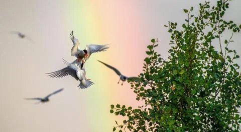 Showdown in the sky. Common Terns interacting in flight. Adult common terns i Stock Photos