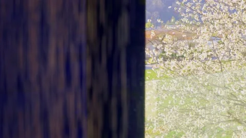 Shower in Bathroom with Window View over a Cherry Tree Stockbeeldmateriaal 191942946