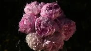 Shower For Bunch Of Pink Peonies On Dark Background Stock Footage